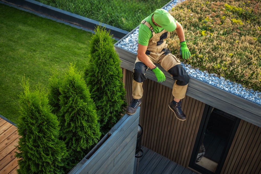 Professional,Landscaper,Building,Living,Roof,On,A,Garden,Shed